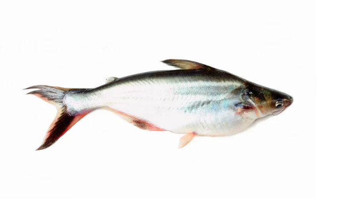ikan lokal untuk mpasi, ikan kaya omega 3 mpasi, ikan gabus untuk bayi, mpasi ikan patin, kandungan gizi ikan lele, mpasi tinggi protein, mpasi dari ikan lokal, manfaat ikan kembung untuk anak, ikan teri nasi untuk mpasi, protein hewani mpasi 6 bulan, 